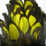������� ���� Hen feathers BLW �����
